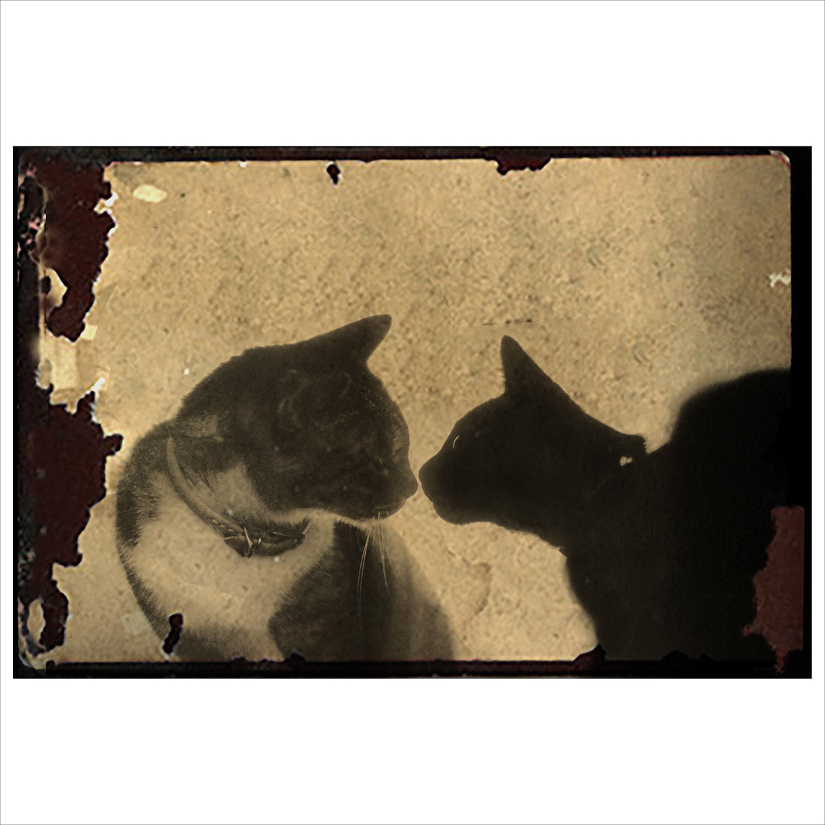 猫フォト