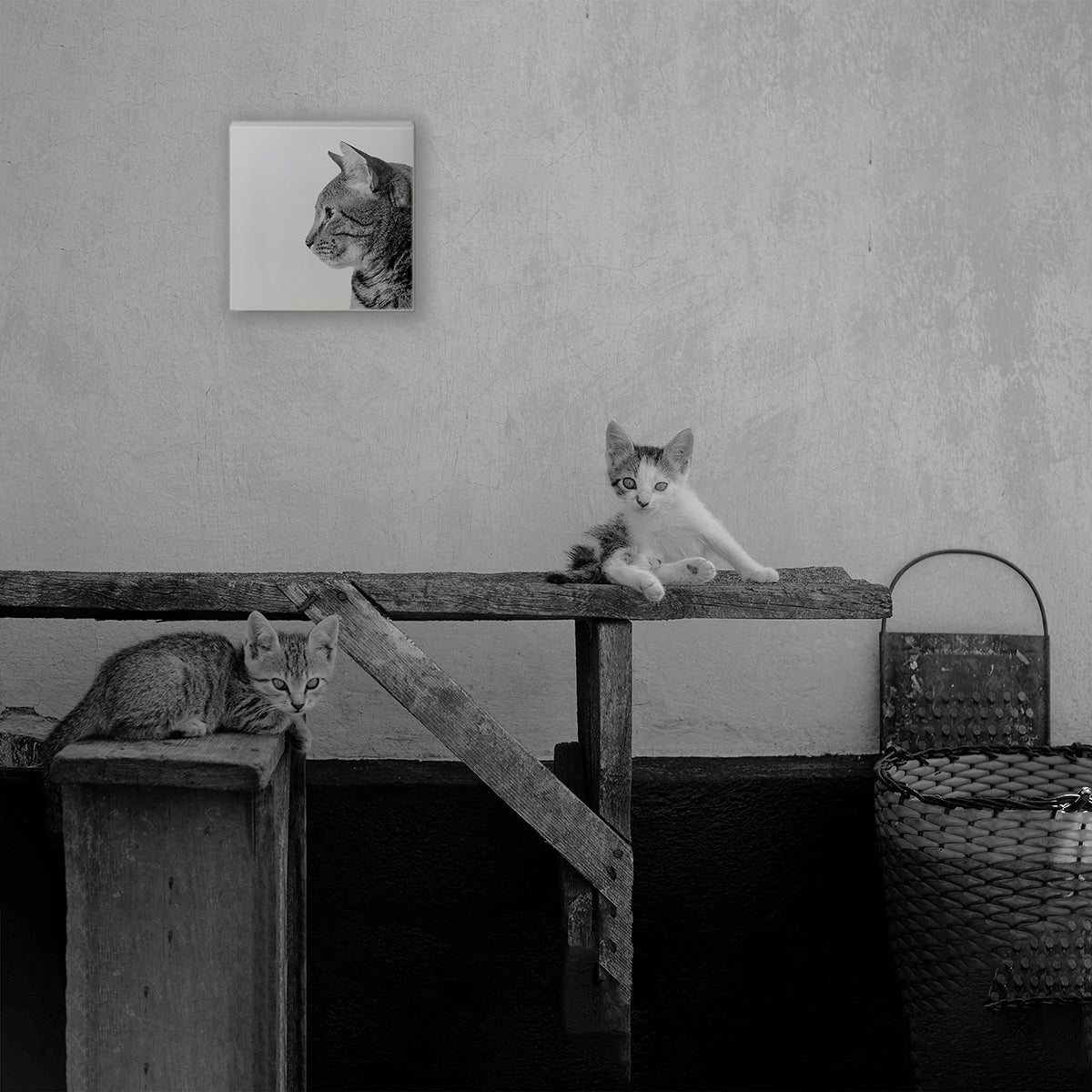 2匹の猫のアンティークフォト