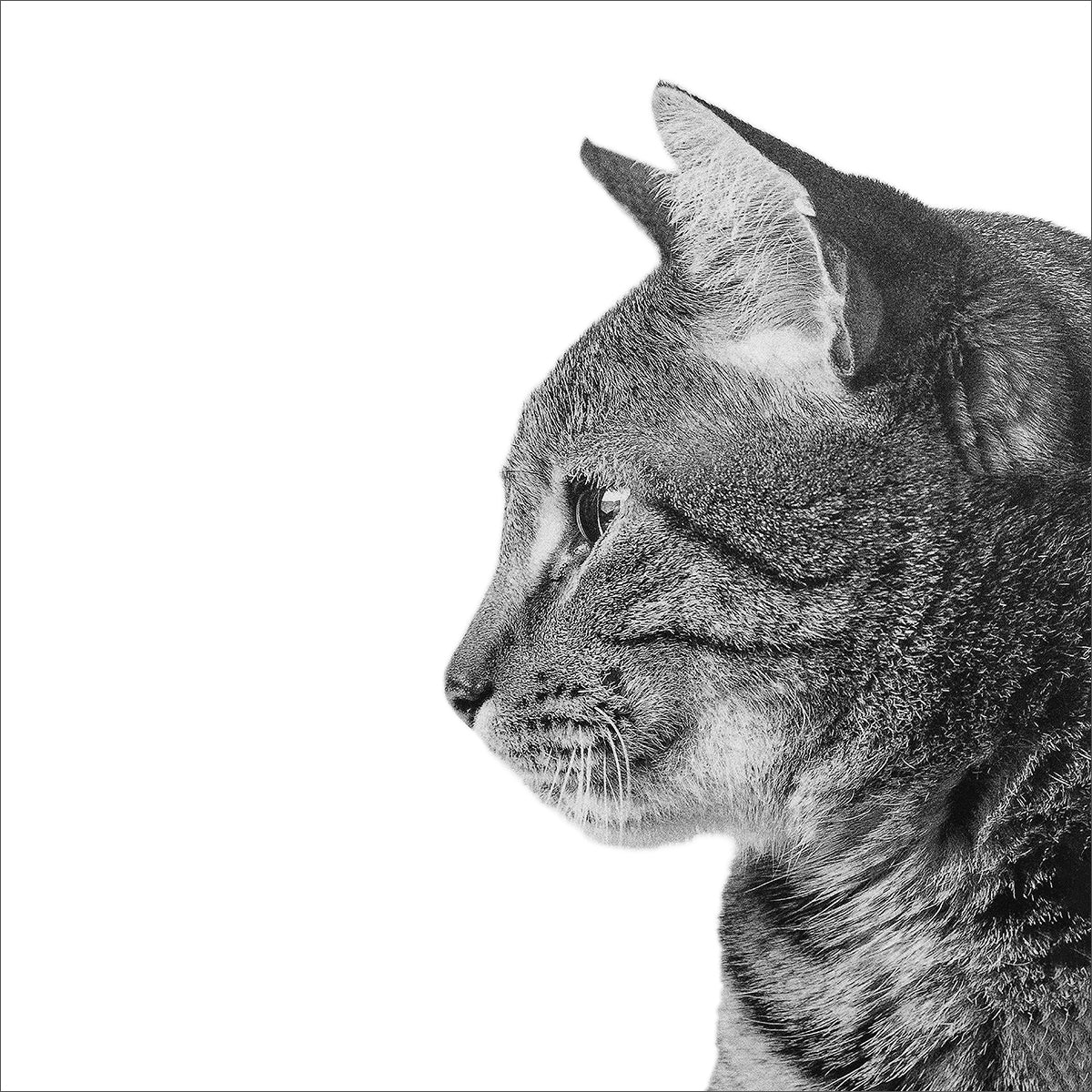 猫の横顔のキャンパスパネルの写真原稿