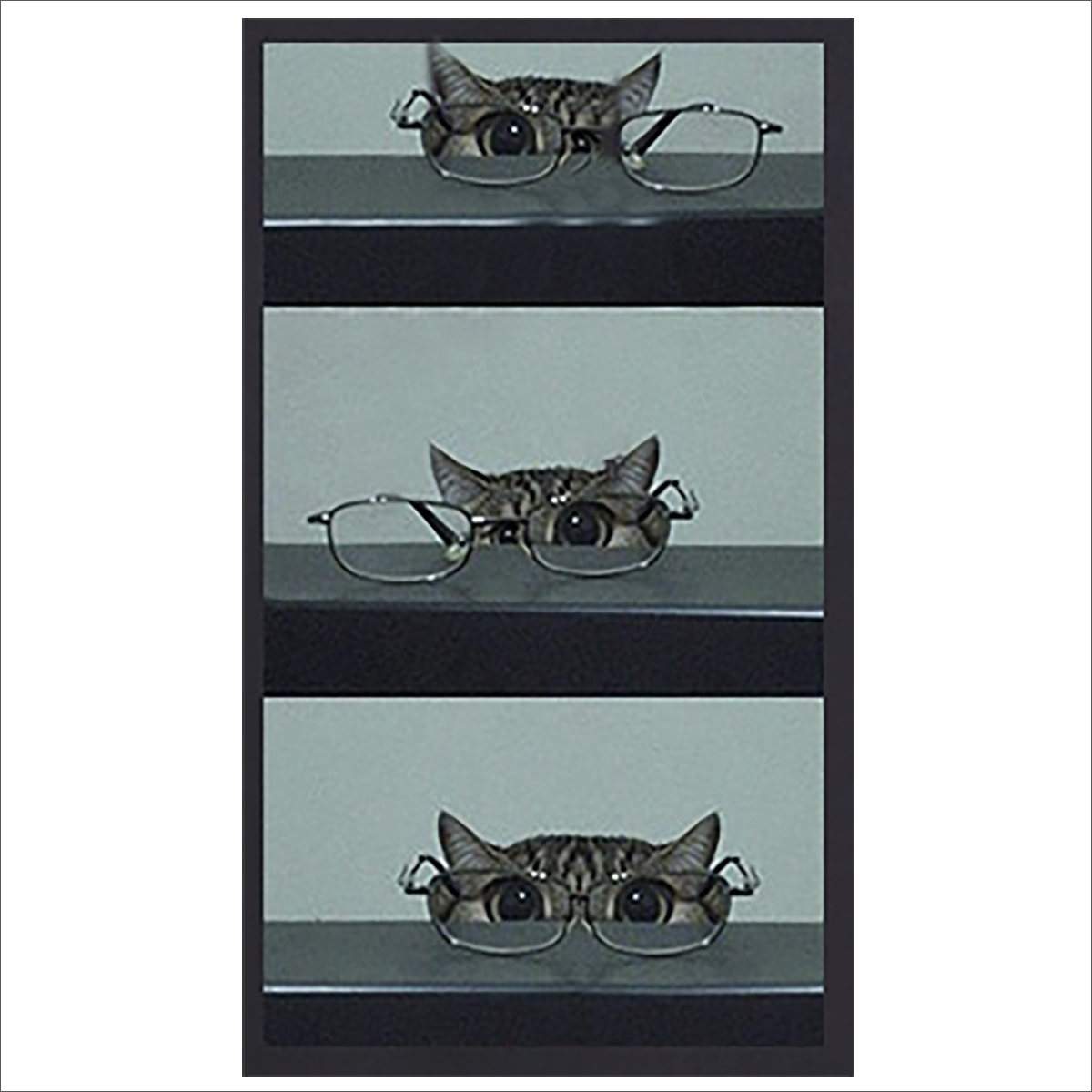 メガネで遊ぶ猫の写真のTシャツのデザイン図