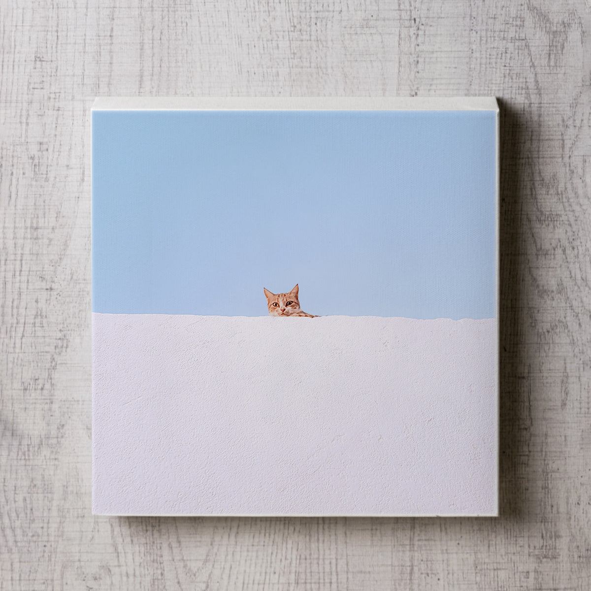 白塀から覗く猫の写真のパネル1