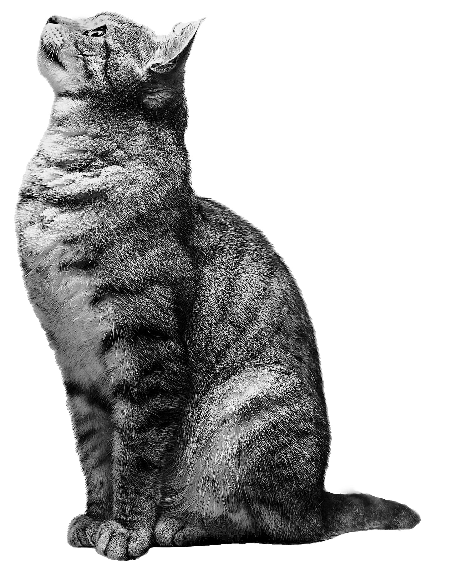 マグカップにプリントされた猫の写真
