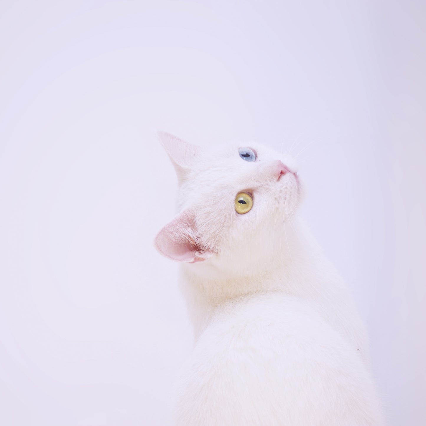 白猫のキャンパスプリントの写真