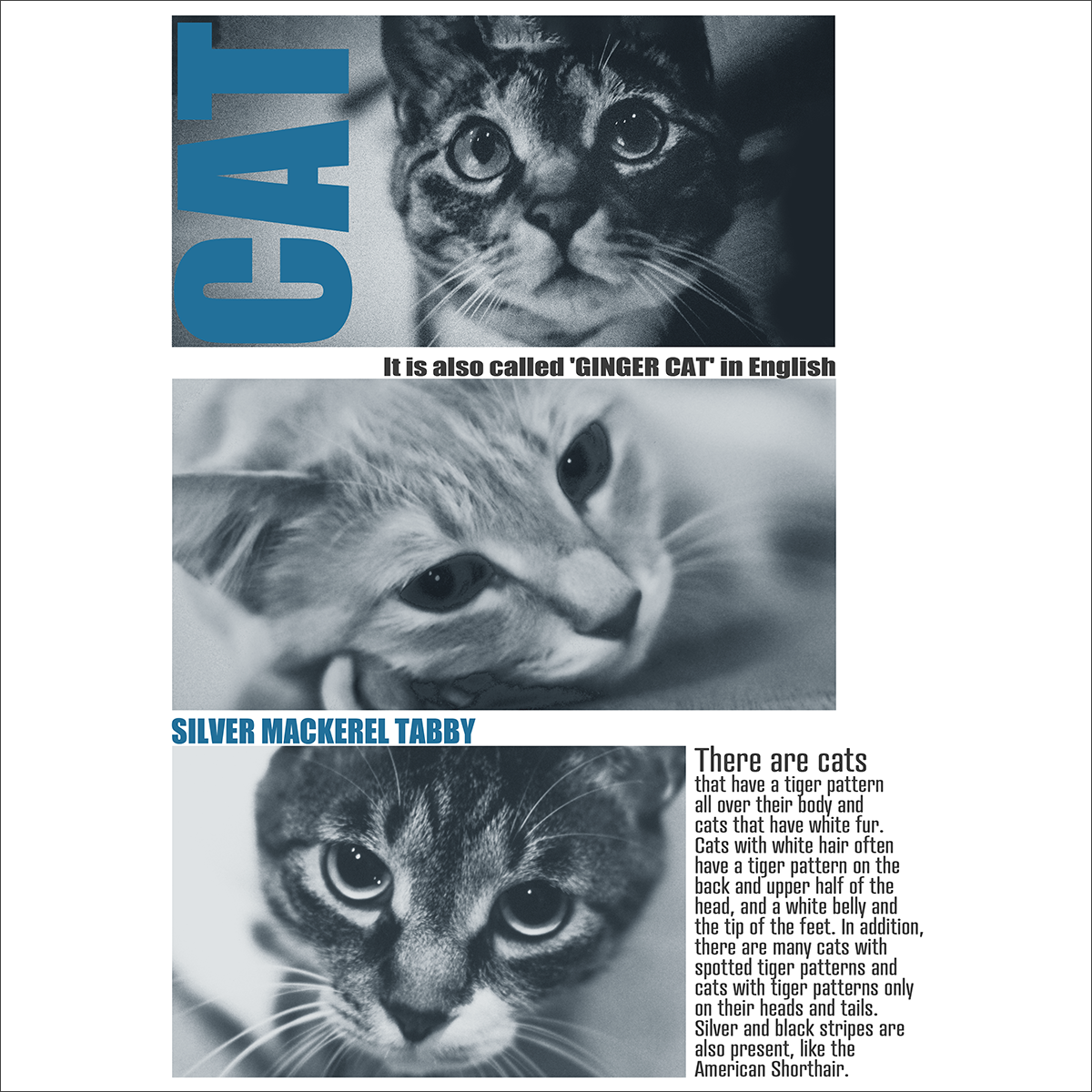 ３匹の猫の写真