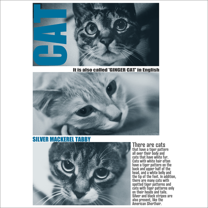 ３匹の猫の写真
