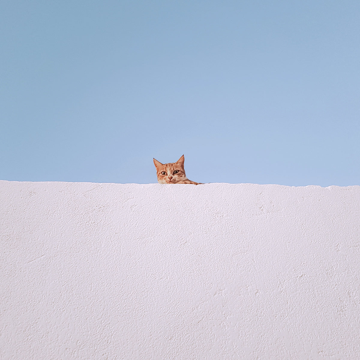 白塀から覗く猫の写真